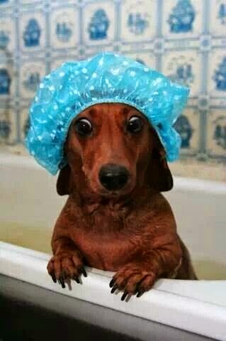 Free printable dog writing paper picture