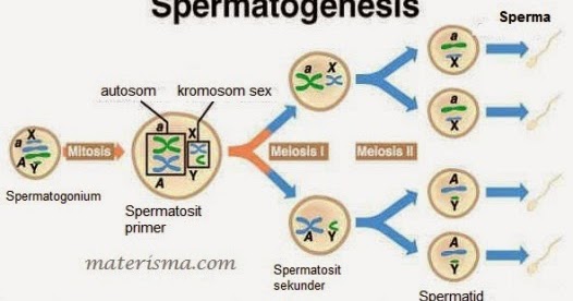 Penjelasan Pembentukan Gametogenesis Hewan dan Tumbuhan