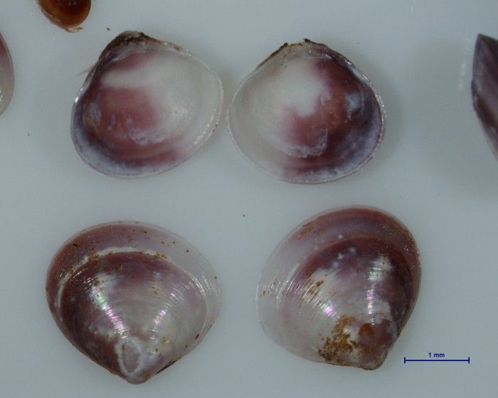 Rah Rah Radula! Species species of the Week week 2 OR Emily's