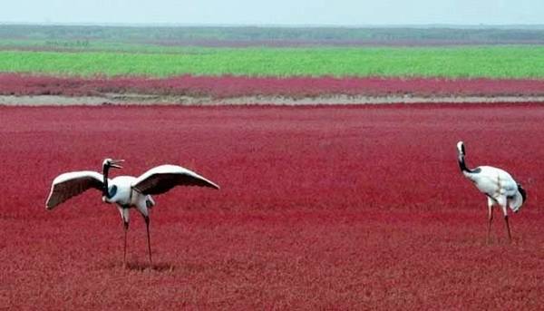 شاطىء بانجين الاحمر بالصين Red+Sea+China-001