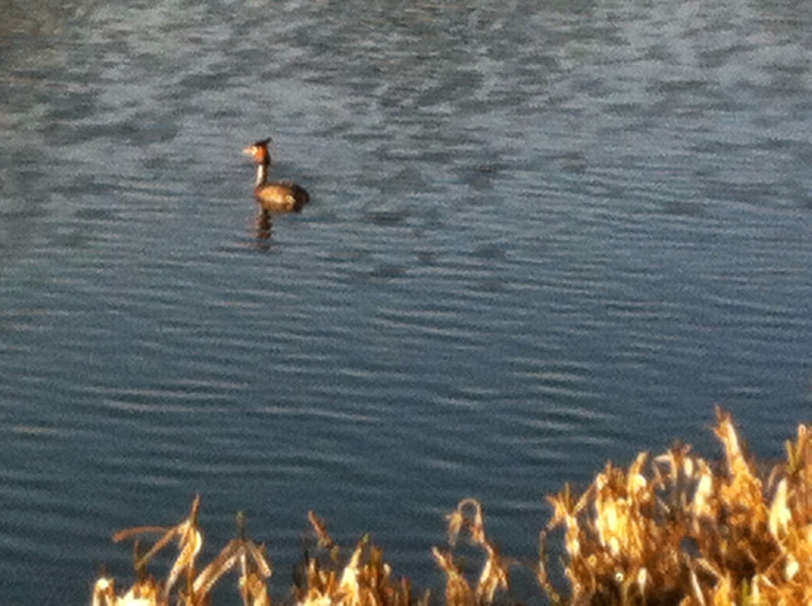 A great crested grebe