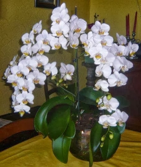 comment faire refleurir une orchidée