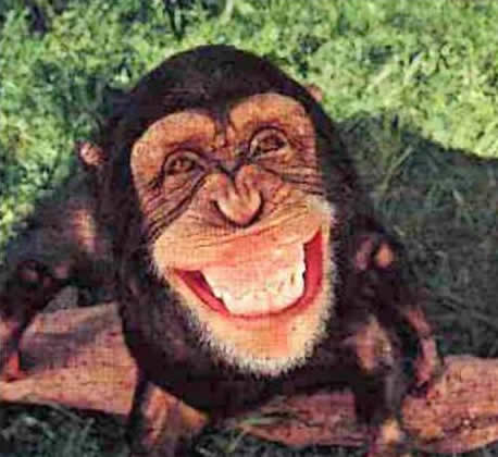 Happy Monkey Pics