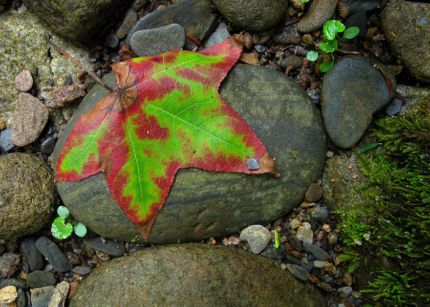 Conasauga River Trail