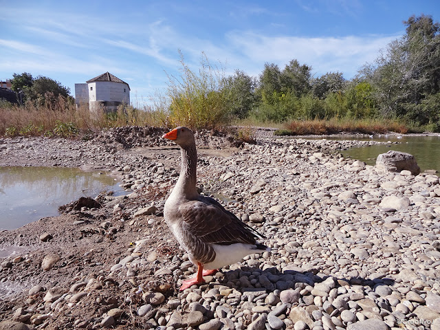 guadalquivir, río, lecho seco, puente romano, córdoba, españa, turismo, pasear, ribera, molino San Antonio, patos, gansos, ganso, oca, ansar, pato, malvasias, rocas, piedras