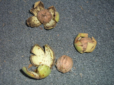 walnut harvest walnuts basket mountain husks protective