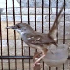 Made Kicau Blog Pecinta Burung Berkicau Tips Memelihara Ciblek