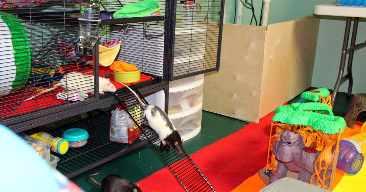 Ratropolis: Ferret Nation (and Critter Nation) Exterior Ramp