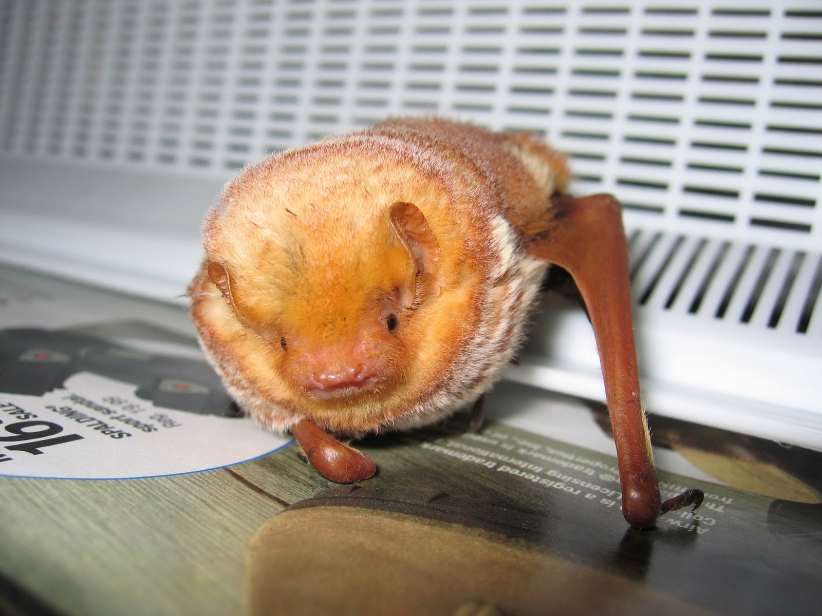 Nebraska Wildlife Rehab Wildlife Rehabilitation and Education Bats Over Omaha 2013