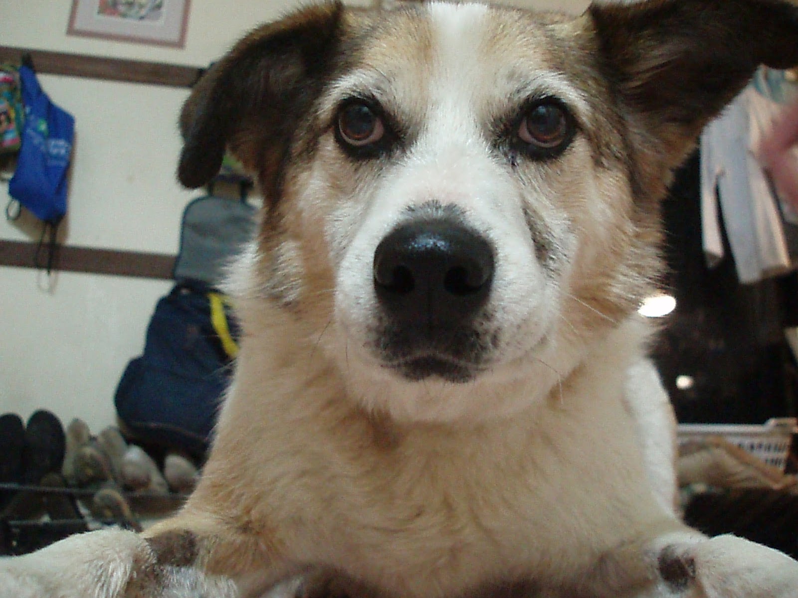 Can You Give Dogs Paracetamol For Pain Relief Can You Give Dogs Paracetamol For Pain Relief