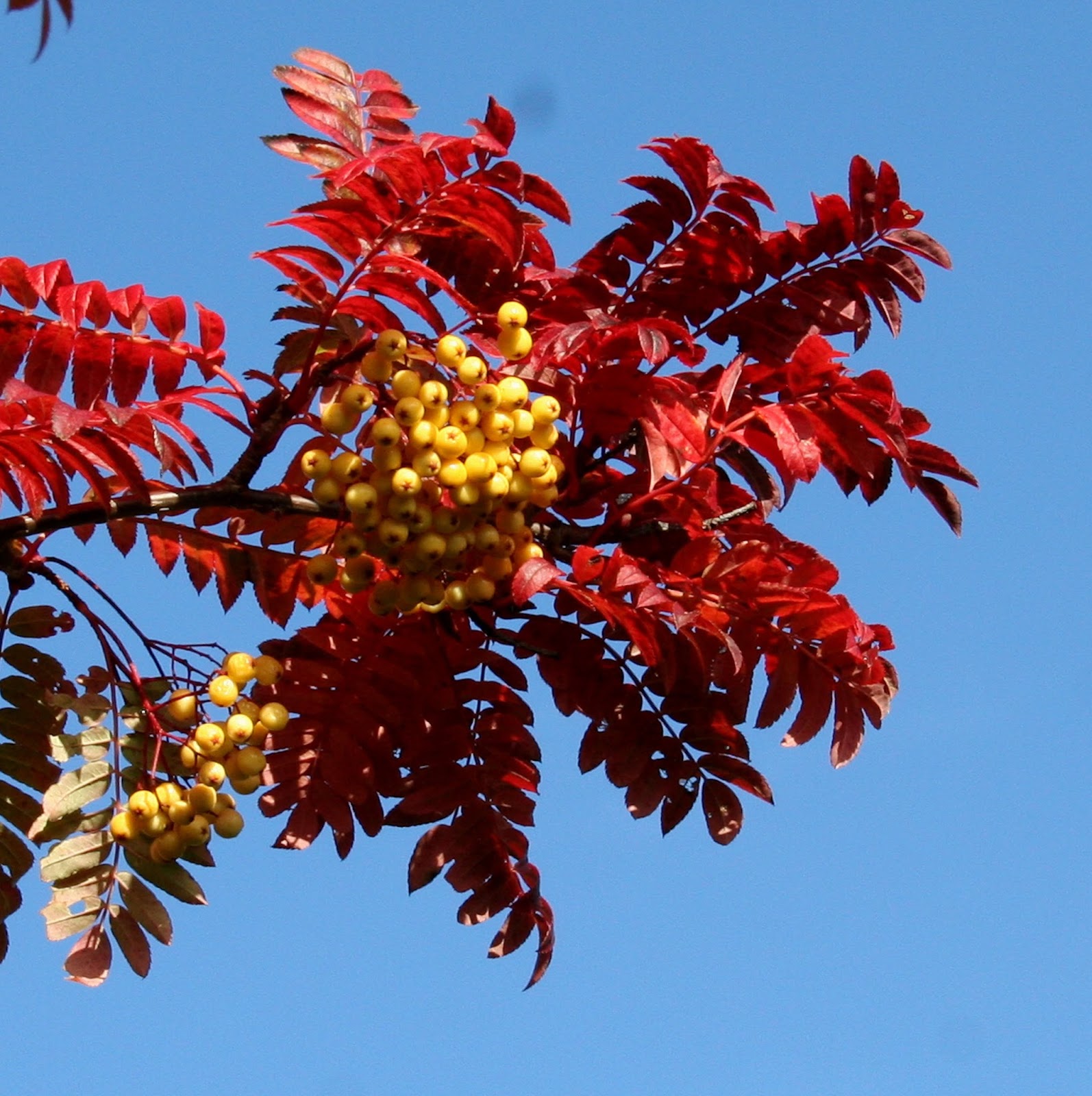 The Plant Farm Page 5