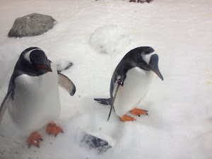 Els pingüins de l'Aquari de Melbourne