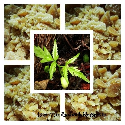 ಬೇವು-ಬೆಲ್ಲ (Bevu-bella or Neem & Jaggery) for Yugadi Bevu-bella or Neem & Jaggery for Yugadi