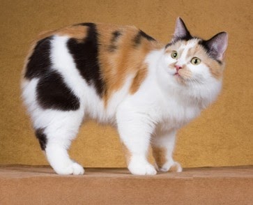 Animal Photo The Manx