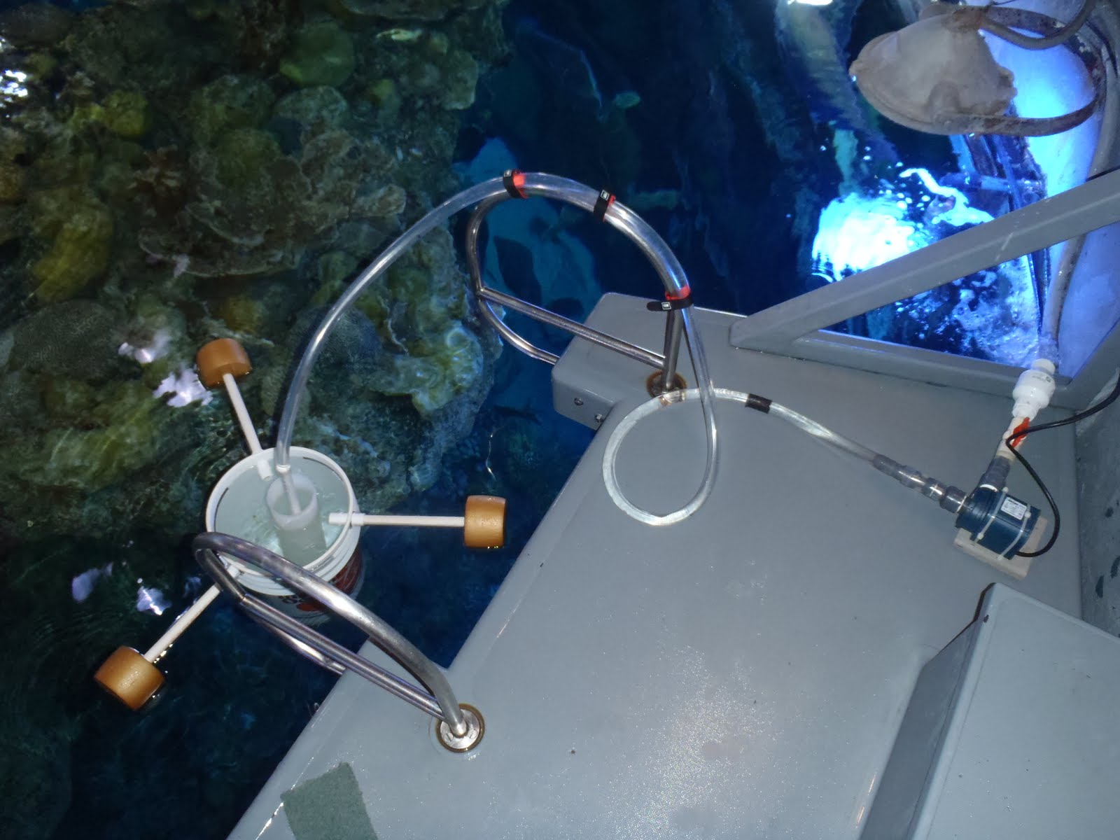 Giant Ocean Tank Divers Blog