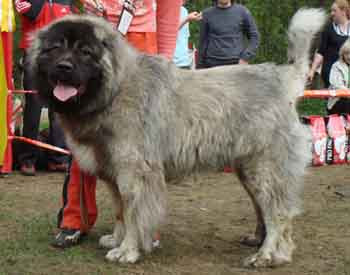 Molosos y Perros de Presa ¿ Qué es un moloso