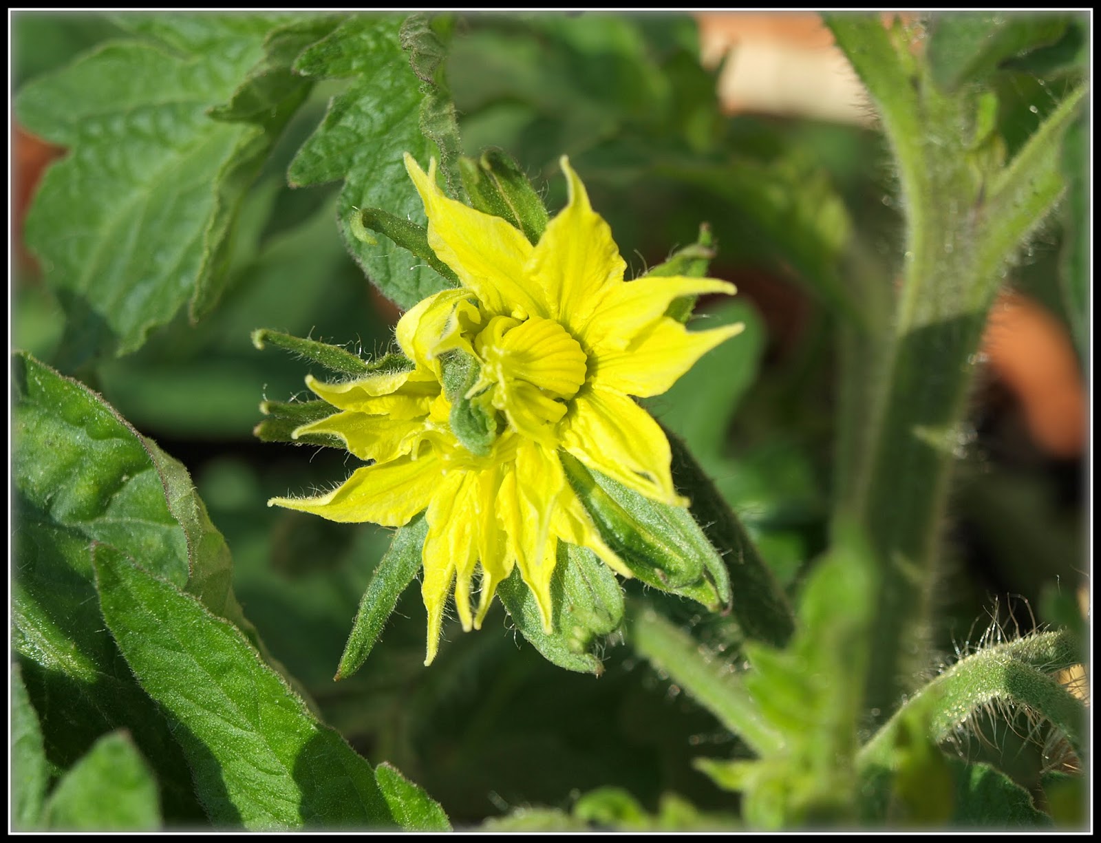 Mark�s Veg Plot Tomatoes a progress report