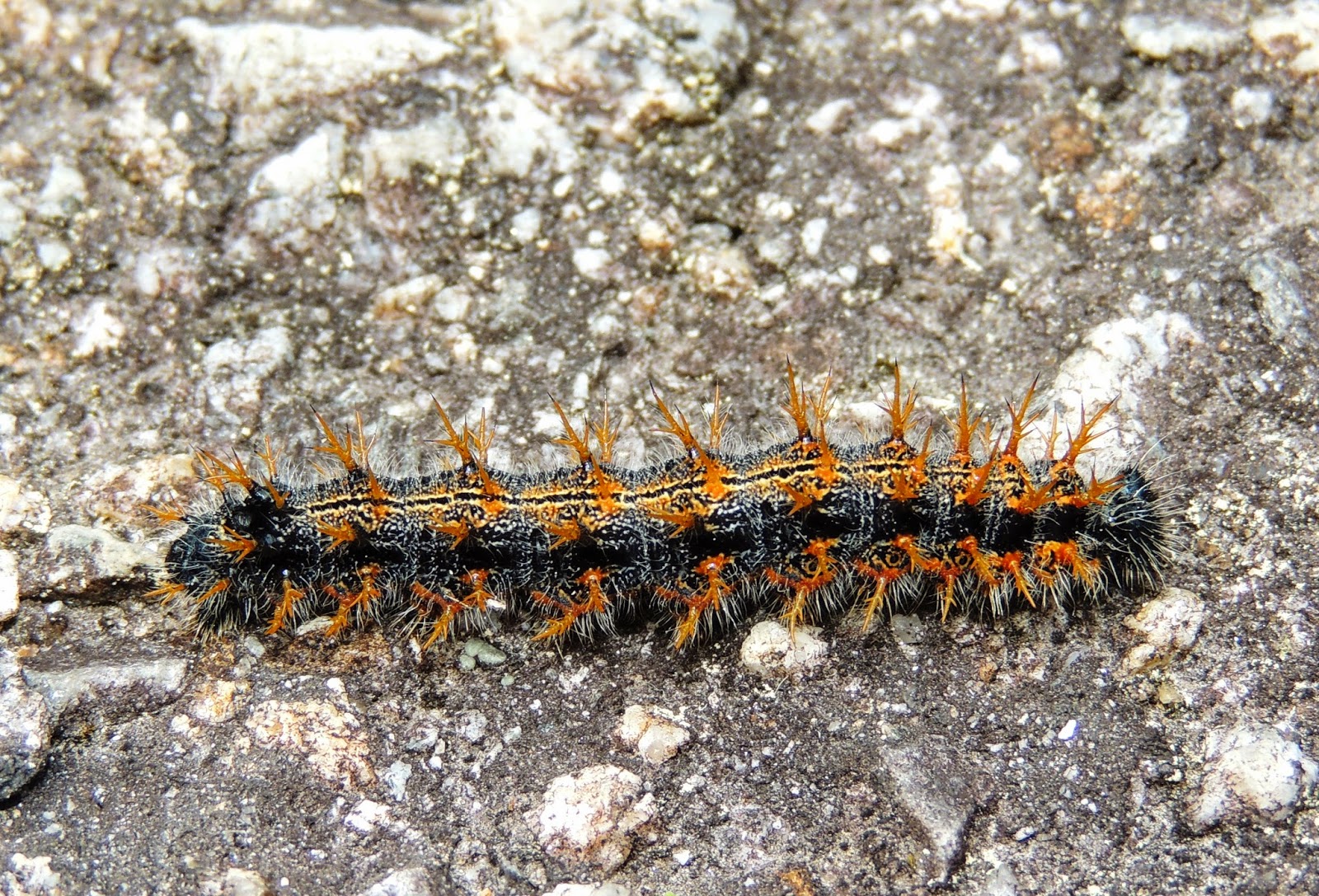 Oruga de Nymphalis polychloros Oruga de Nymphalis polychloros