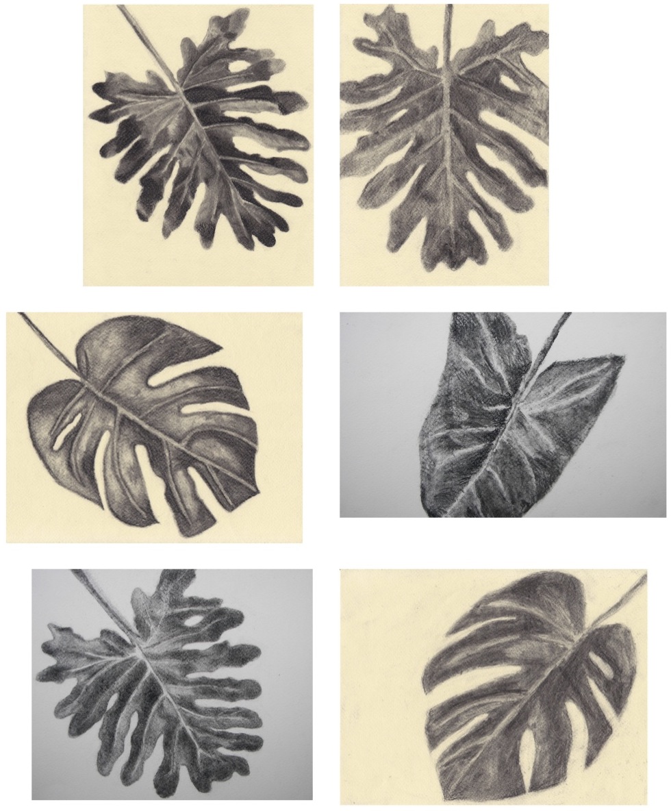 The Rolling Artroom Drawing Leaves in Charcoal