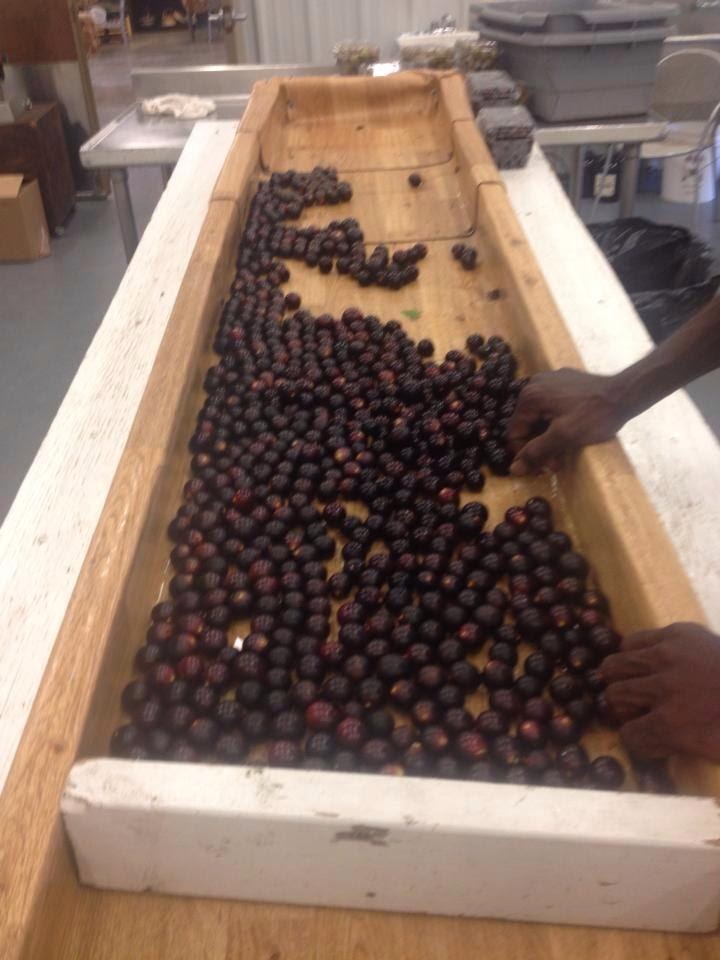 Picture This by Dorine Pederzani SPARTA, GA WINERY