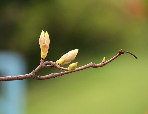 Spring Trees Buds