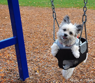 Cute Swinging Dogs Seen On www.coolpicturegallery.us