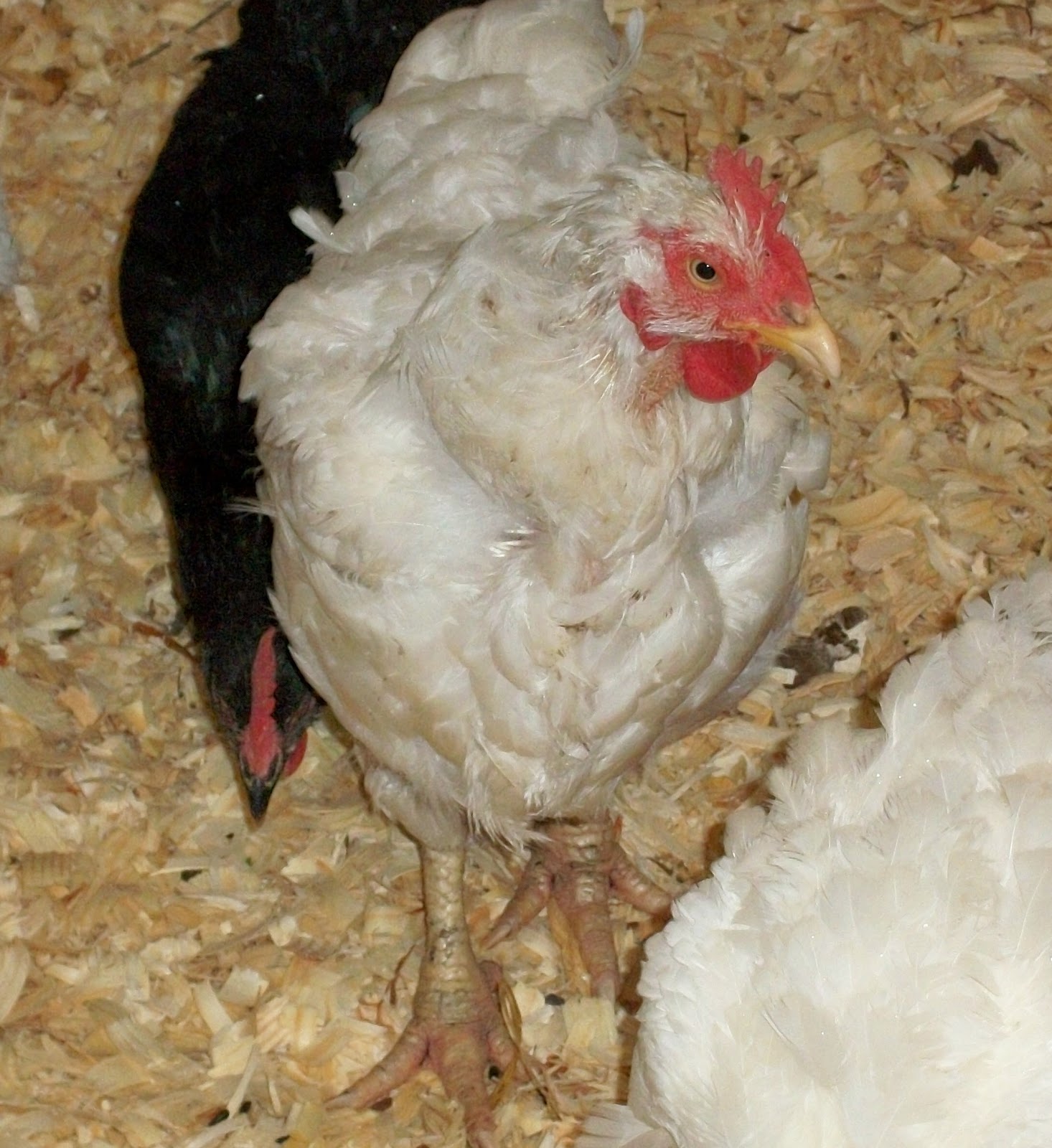 Natural Chicken Keeping Gnarly Bunch Chapter 26 10/15/12