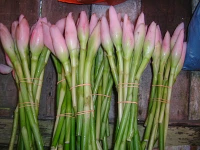 Kecombrang dapat dimanfaatkan untuk mengusir nyamuk Revolusi Ilmiah - Kecombrang dapat dimanfaatkan untuk mengusir nyamuk