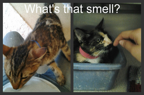 Two Rooms Smell Bad In A House Suddenly Two Rooms Smell Bad In A House Suddenly