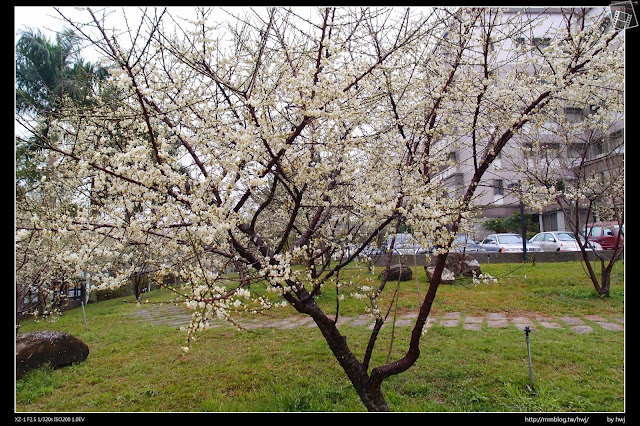 2015-01-14南投市警察局-市內賞梅好地方