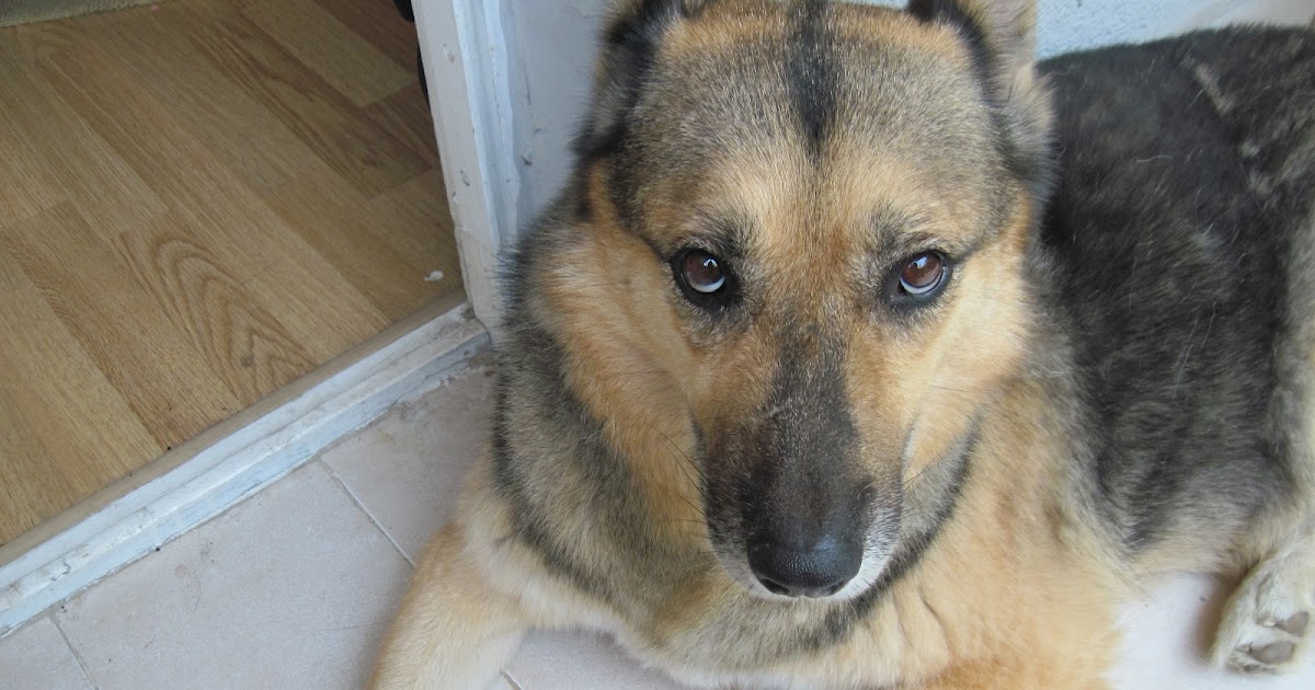 dokuz canlı kedi napardım bilmem?