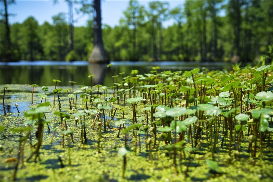 Wetland Plants, Swamp Plants, Plants in Bogs and Swamps What Is