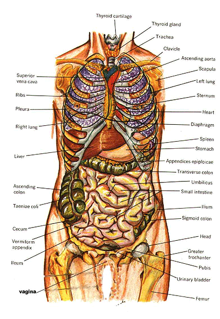 Diagrams  Anatomy Of Human Body