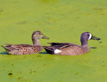 Blue-winged Teal