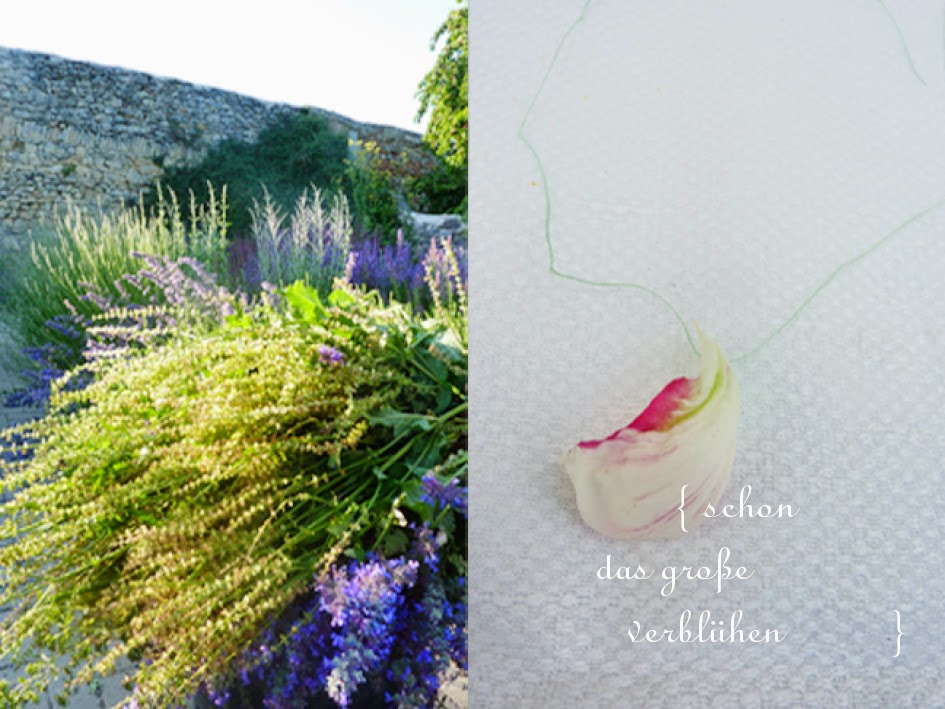 Rheingrun Sommer Blutenschneiden