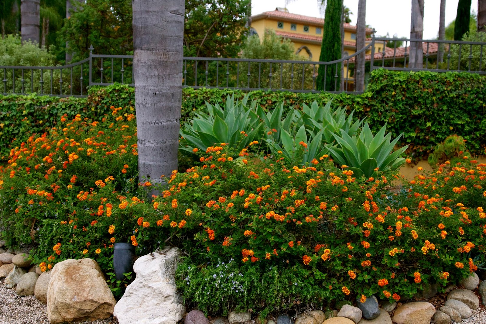 The Gardens of Petersonville Loving Lantana in the Drought
