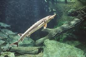 Notícias - Os 10 maiores peixes de água doce do mundo 10-+esturj%25C3%25A3o+branco