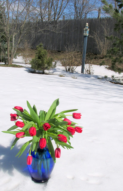 Red tulips in blue vase