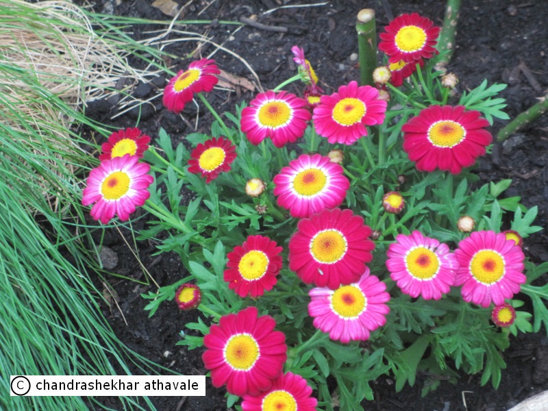 Shade Perennials Blogs The Patriot Ledger Quincy Ma Quincy Ma