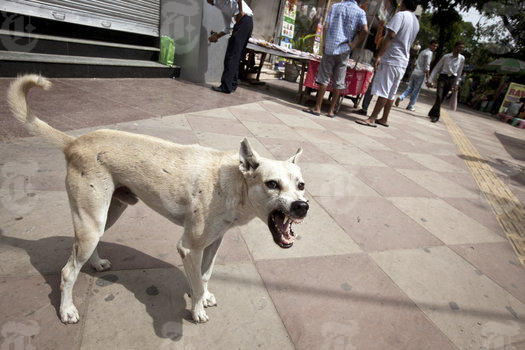 stray dogs india