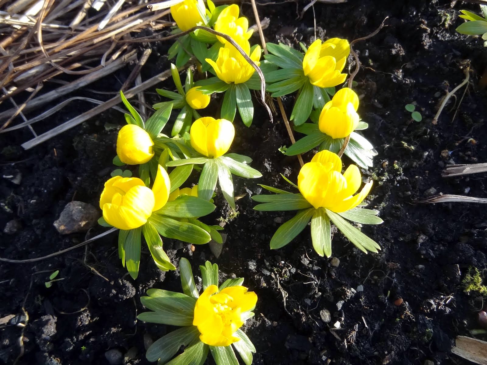 aconites