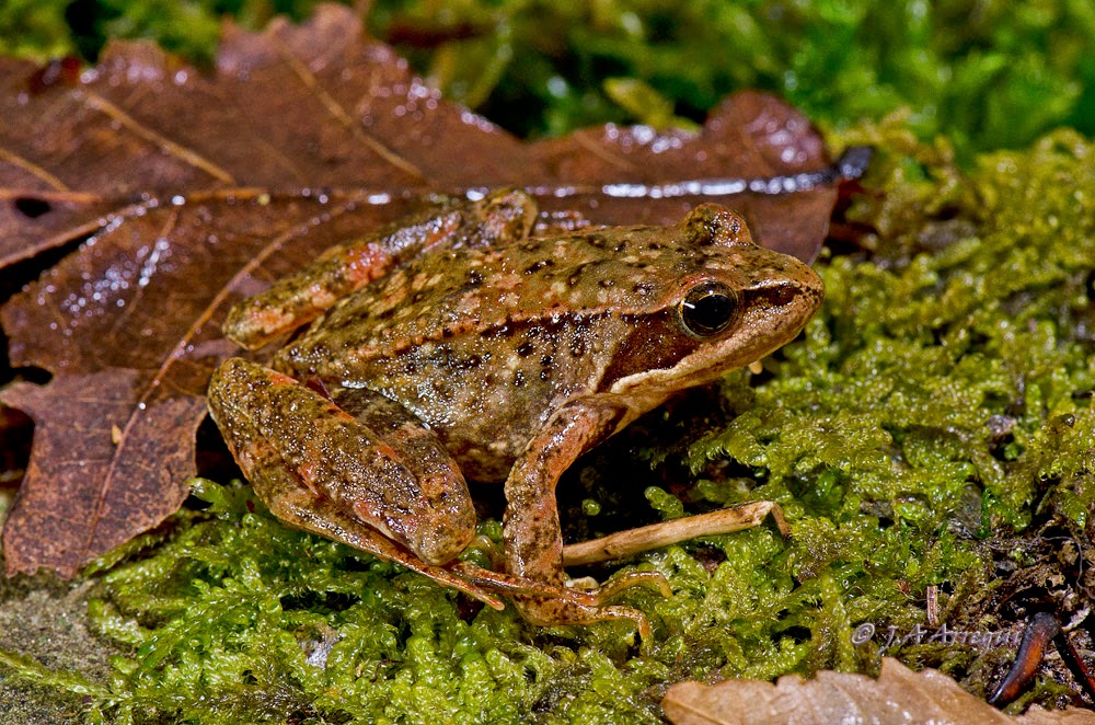 Rana patilarga, Rana iberica, Iberian frog Rana patilarga, Rana iberica, Iberian frog