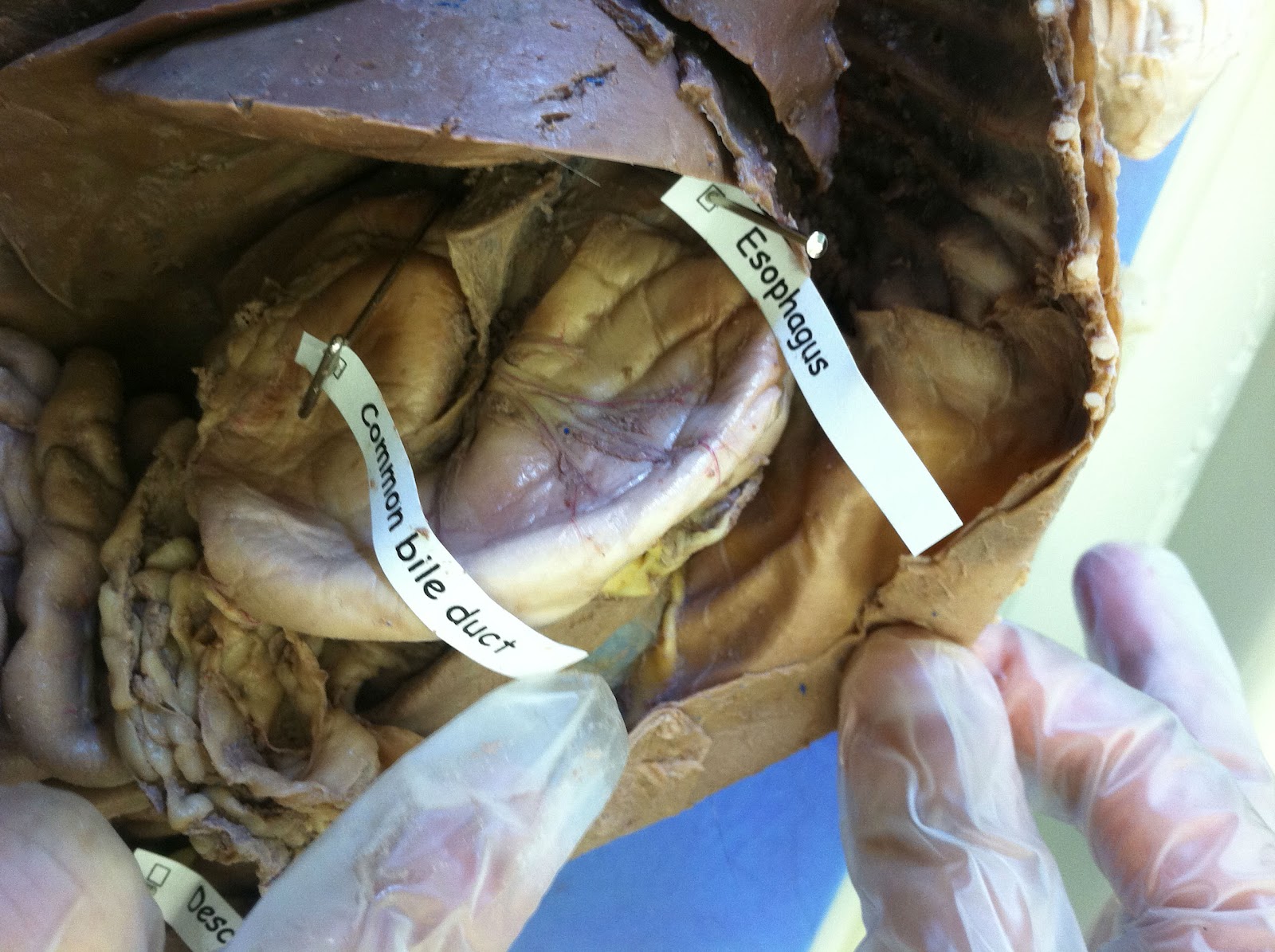 Cat Dissection: Human Anatomy: Digestive System