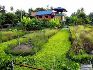 KOH KRET, LA ISLA DEL RÍO CHAO PHRAYA, BANGKOK. TAILANDIA