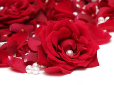 HD SHOOTZ: red rose | red rose wallpapers | rose | hd red rose