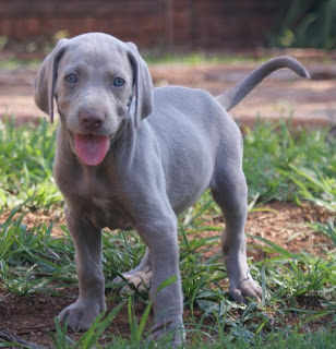 Weimaraner Puppy Picture