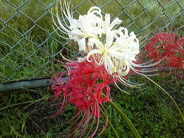 桃山日記 9月 12