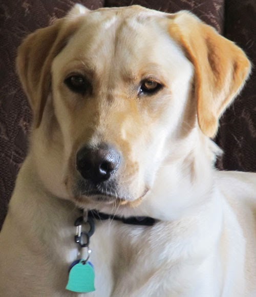 Talking Dogs at For Love of a Dog Rudy the Retriever Monday Mischief