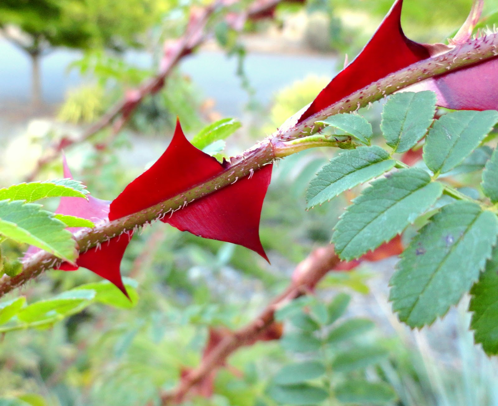 danger garden Red thorns, brown thorns, no thorns…