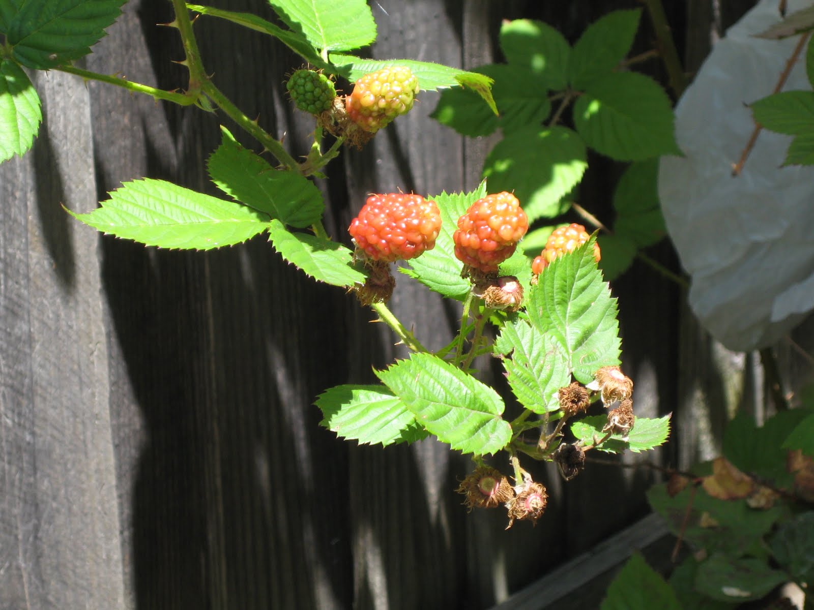 お気楽 ガーデニング イン カリフォルニア ブラックベリー ｖｓ いちご